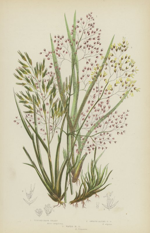 Agrostide touffue, Agrostide alpine lisse, Agrostide ondulée - English School