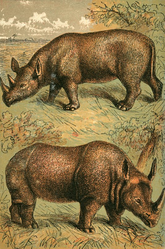 Rhinocéros à deux cornes et rhinocéros à une corne - English School