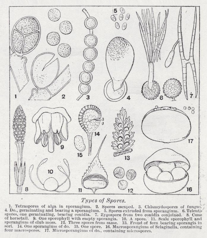 Types de spores - English School