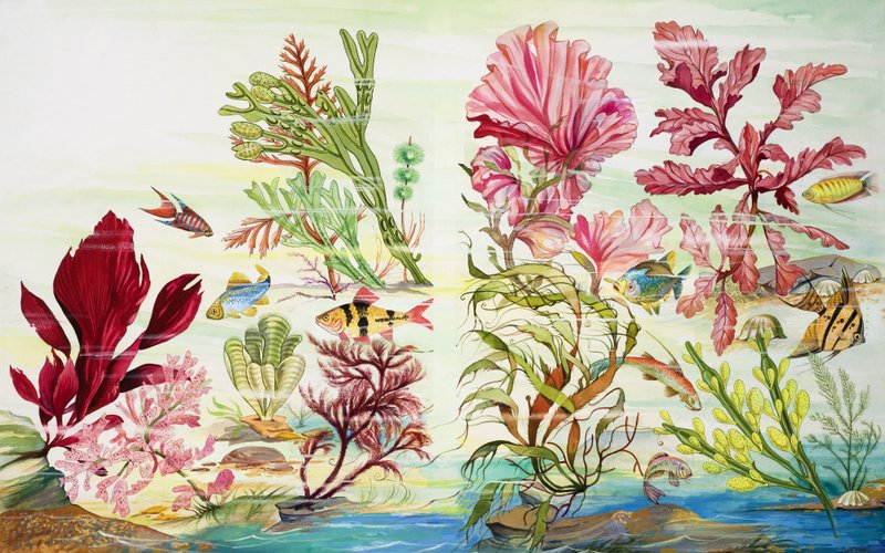 Plantes sous-marines (gouache sur papier) - English School