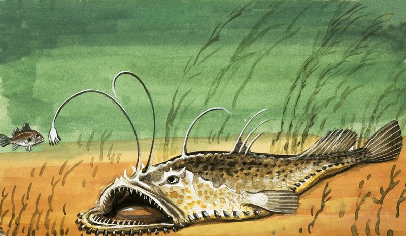 Poisson non identifié - English School