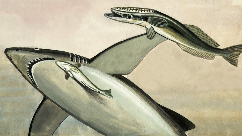 Requin et poisson non identifiés - English School