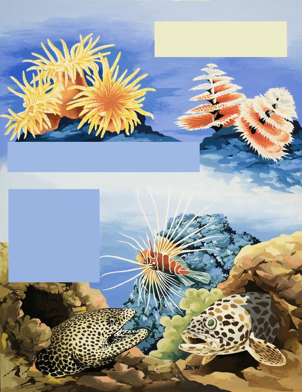 Flore et faune sous-marines non identifiées - English School