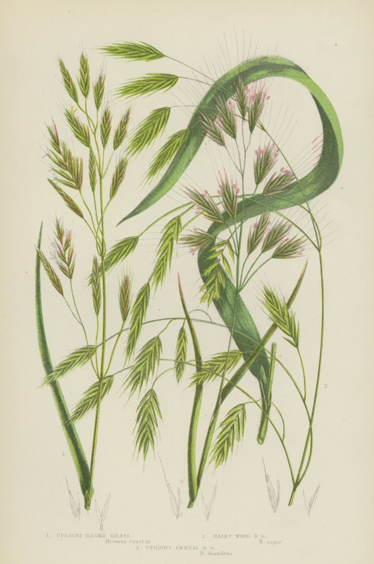 Brome dressé, Brome des bois velu, Brome annuel dressé - English School