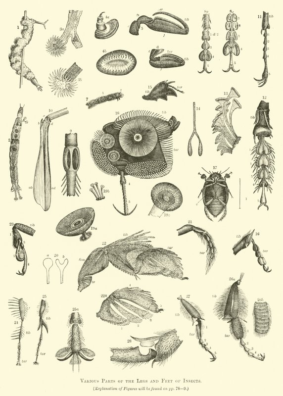 Diverses parties des pattes et des pieds des insectes - English School