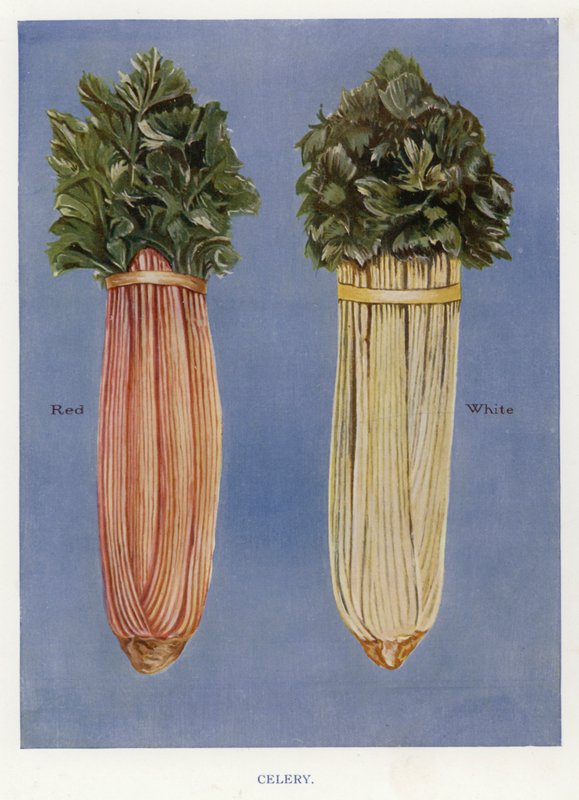 Guide du cultivateur de légumes : Céleri - English School