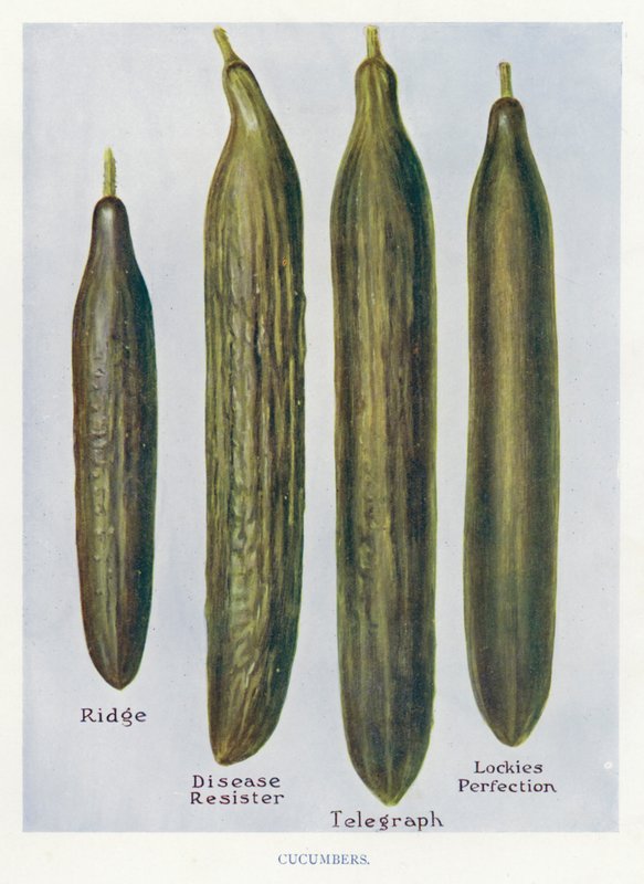 Guide du cultivateur de légumes : Concombres (lithographie en couleur) - English School