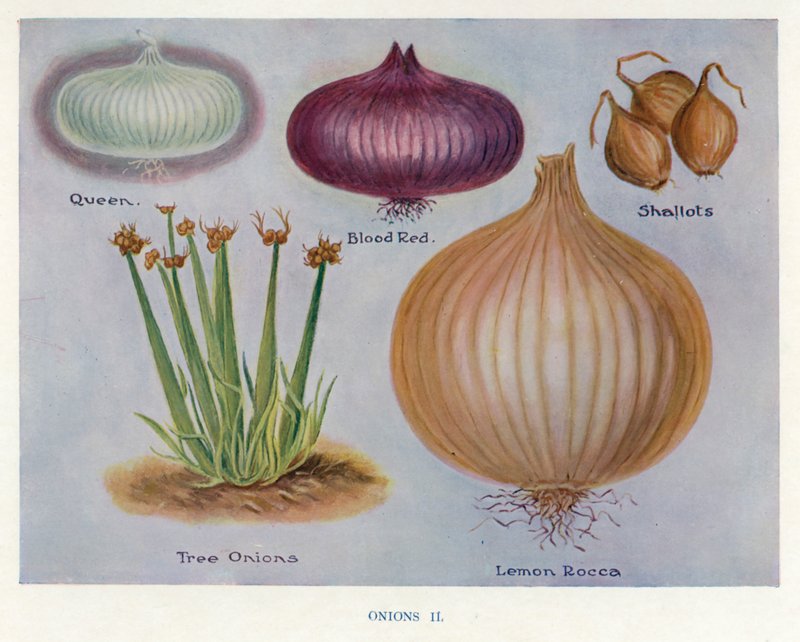 Guide du cultivateur de légumes : Oignons - English School