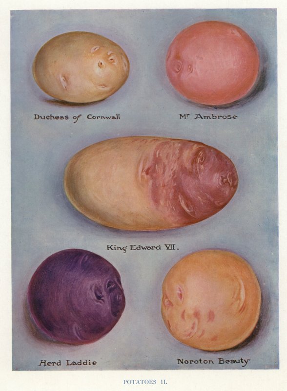Guide du cultivateur de légumes : Pommes de terre - English School