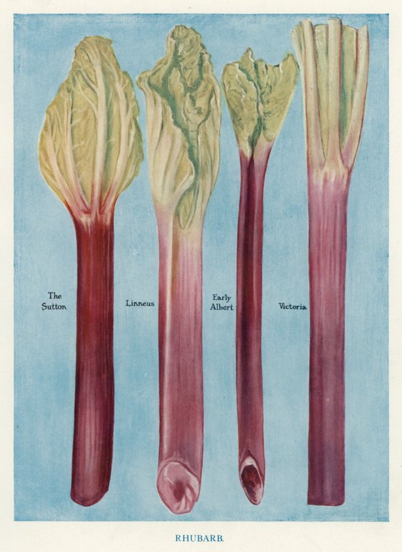 Guide du cultivateur de légumes : Rhubarbe - English School