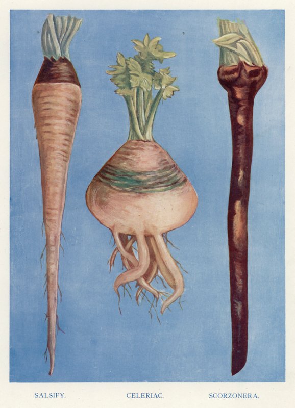 Guide du cultivateur de légumes : Salsifis, céleri-rave, scorsonère - English School