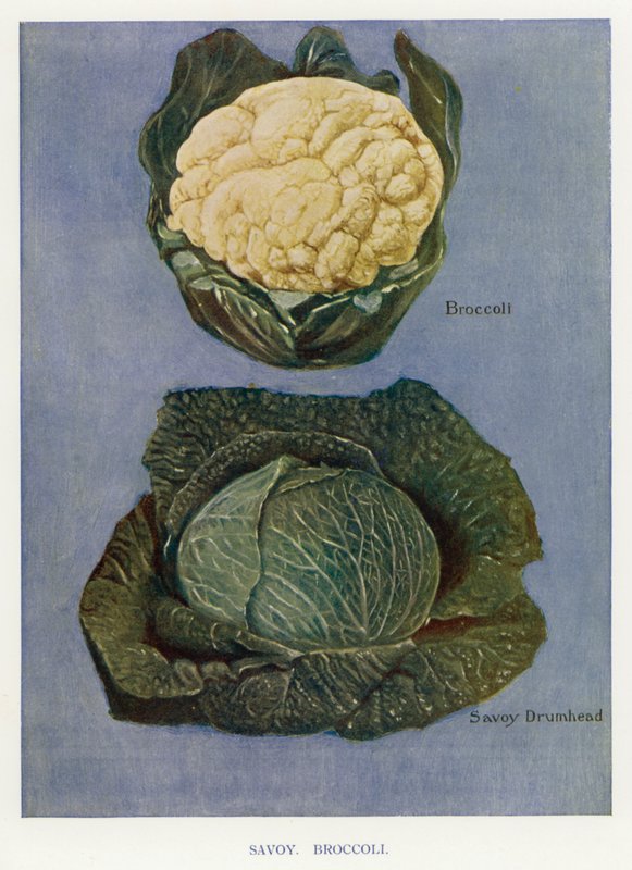 Guide du cultivateur de légumes : Chou de Savoie, brocoli (lithographie en couleur) - English School