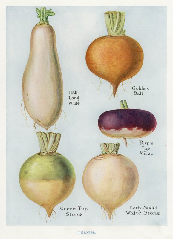 Guide du cultivateur de légumes : Navets - English School