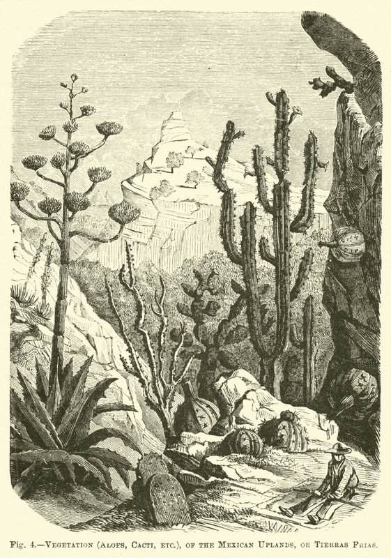 Végétation (Aloès, Cactus, etc.) des hauts plateaux mexicains, ou Tierras Frias - English School