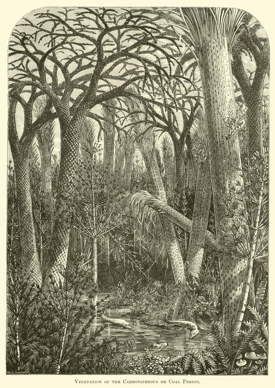 Végétation de la période carbonifère ou houillère - English School