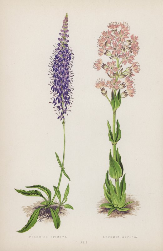 Veronica Spicata; Lychnis Alpina - English School