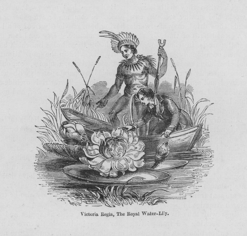 Victoria Regia, Le nénuphar royal - English School
