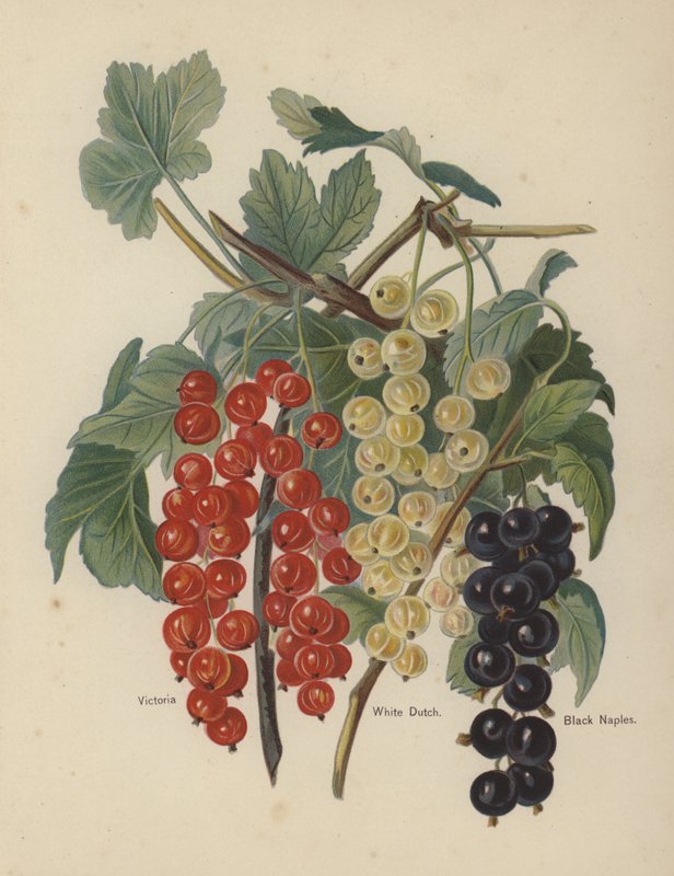 Victoria, White Dutch, Black Naples - English School
