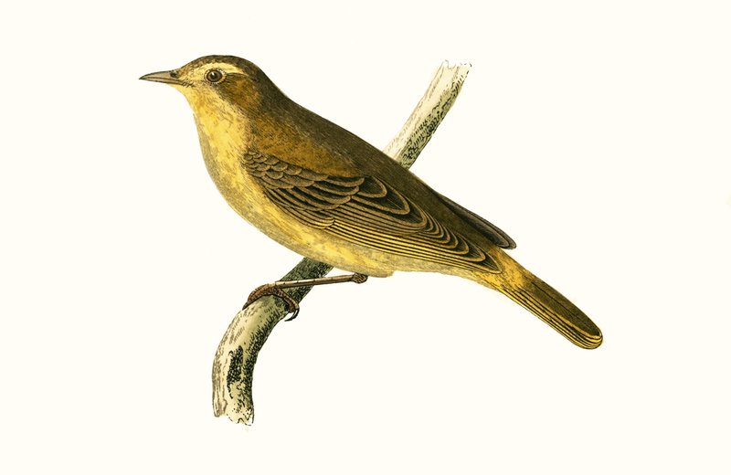 Pouillot de Vieillot, illustration de 