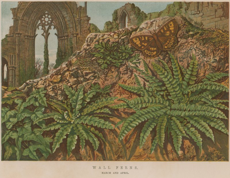 Fougères murales - English School