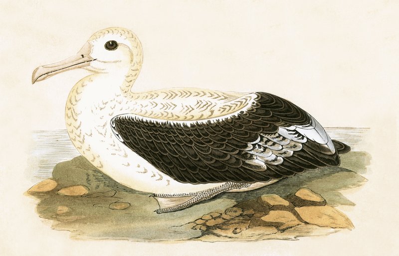 Albatros errant, illustration de 