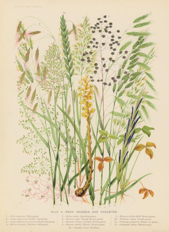 Mauvaises herbes et parasites - English School