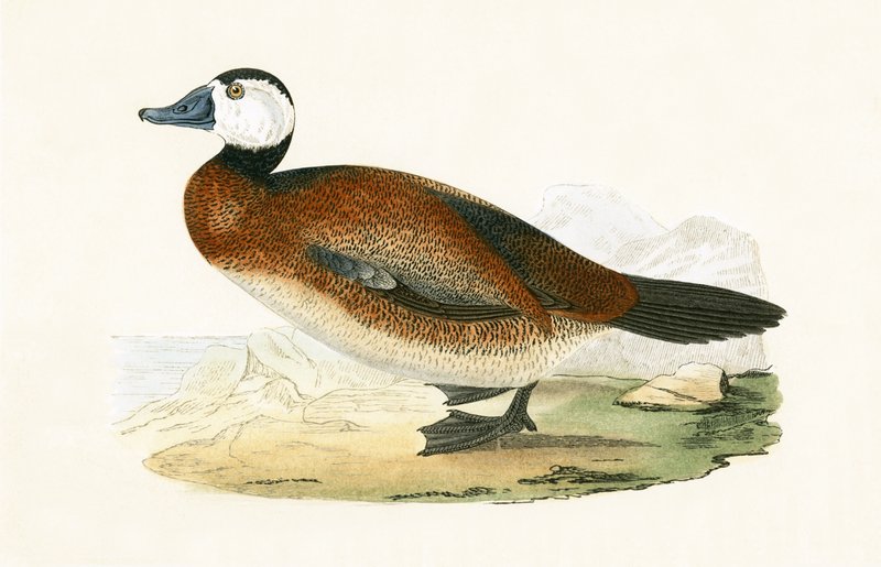 Canard à tête blanche, illustration de 