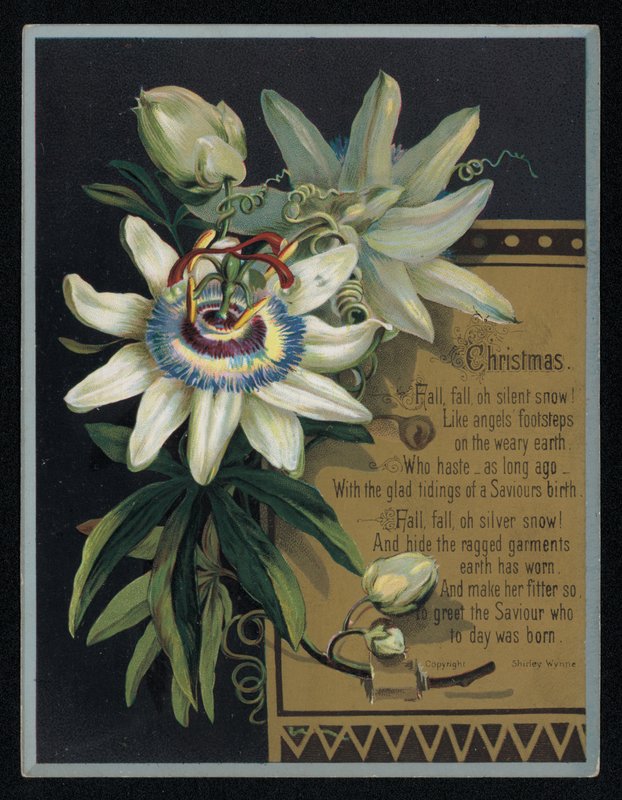 Fleur de la passion blanche, carte de vœux de Noël - English School