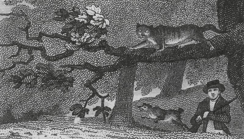 Chat sauvage - English School