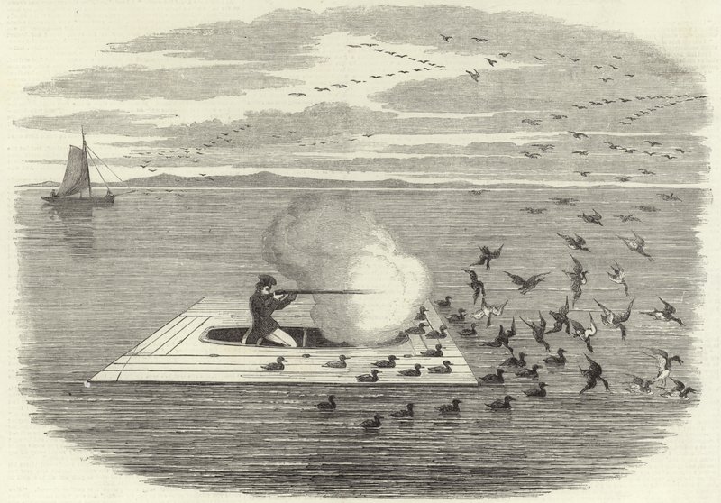 Chasse au canard sauvage sur le Potomac - English School