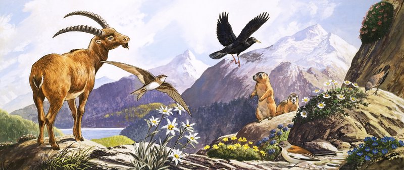 La vie sauvage en Europe centrale, illustration de "Nature