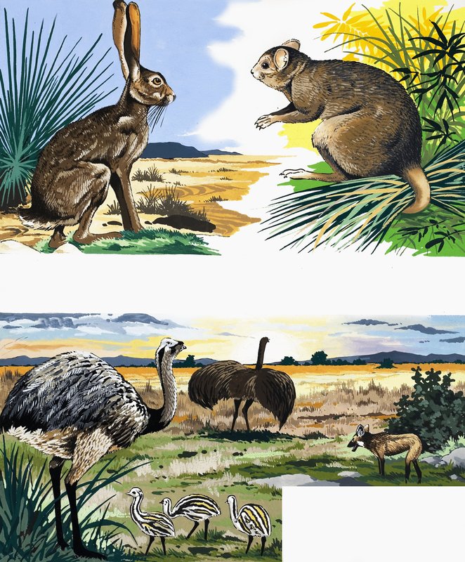 Montage de la faune - English School