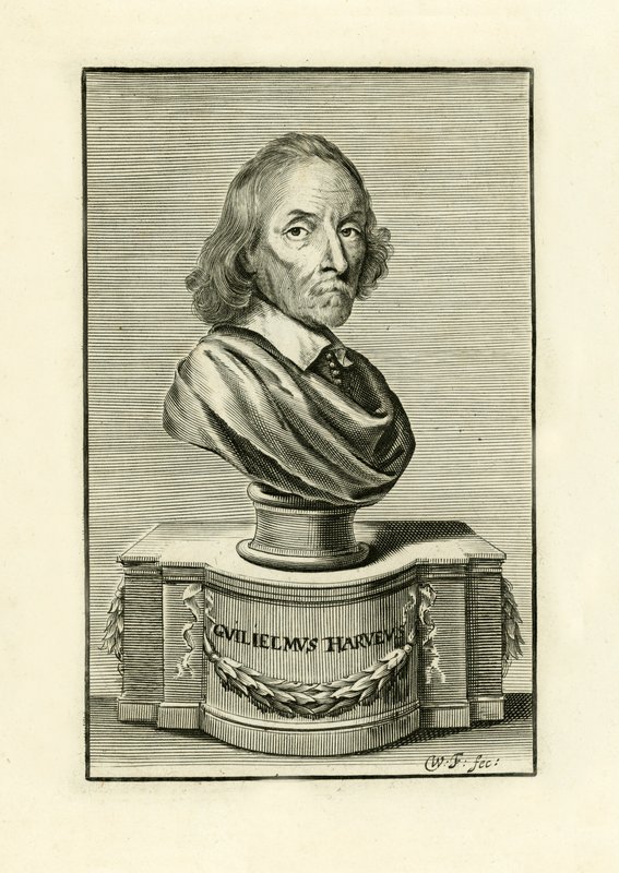 William Harvey - English School