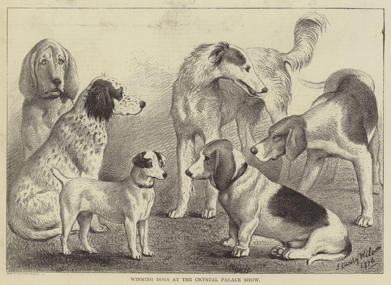 Chiens gagnants à l