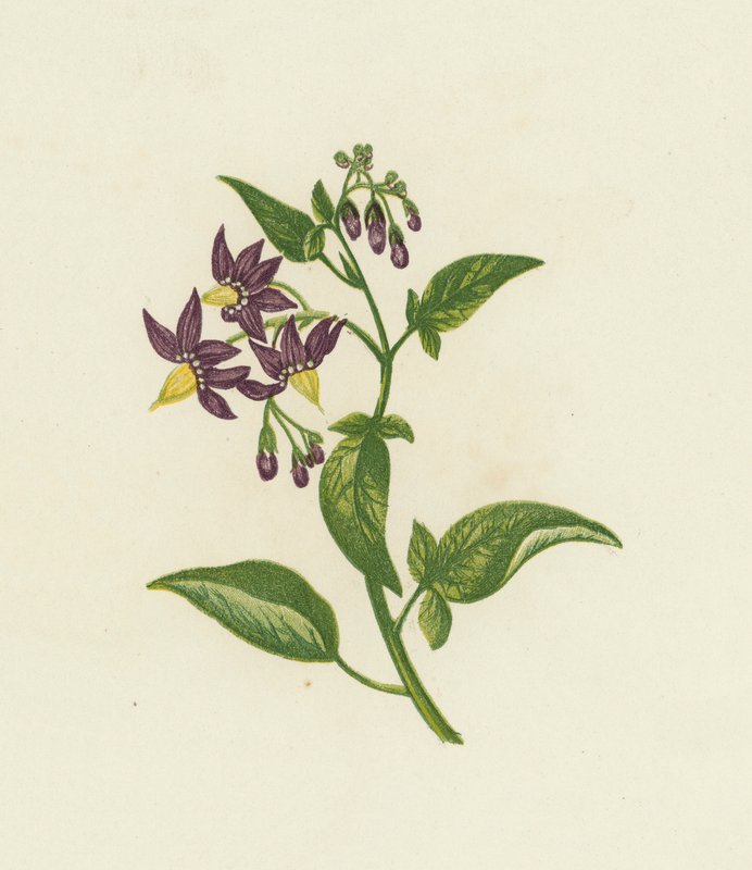 Morelle douce-amère, Solanum Dulcamara - English School