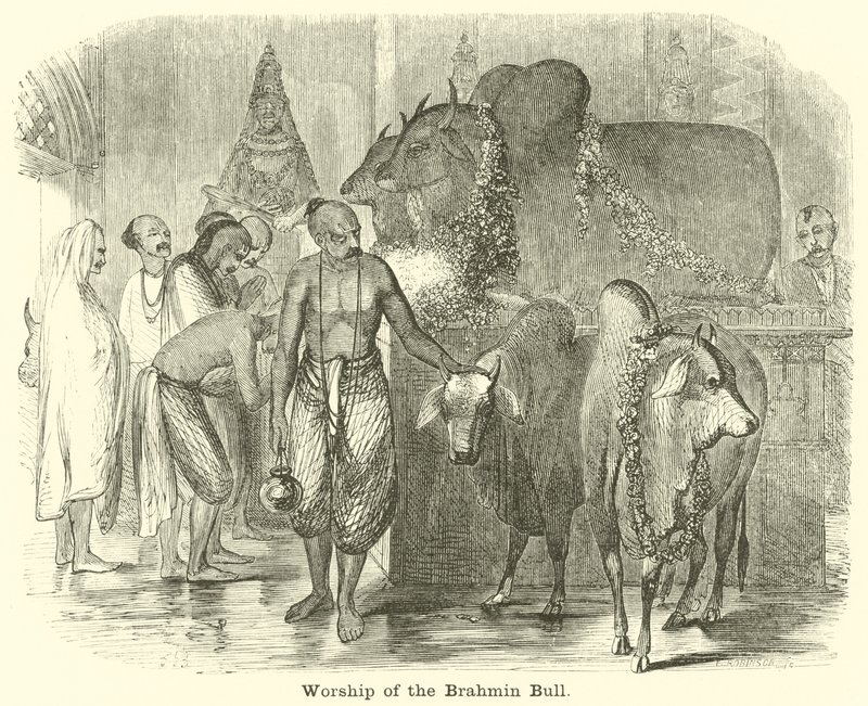 Adoration du taureau brahmane - English School