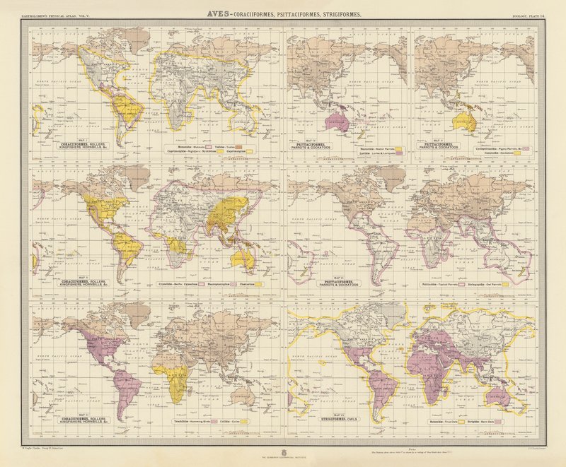 Zoogéographie : Aves, Coraciiformes, Psittaciformes, Strigiformes - English School