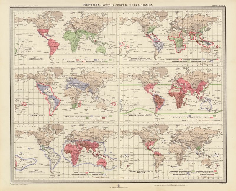 Zoogéographie : Reptilia, Lacertilia, Crocodilia, Chelonia, Prosauria - English School