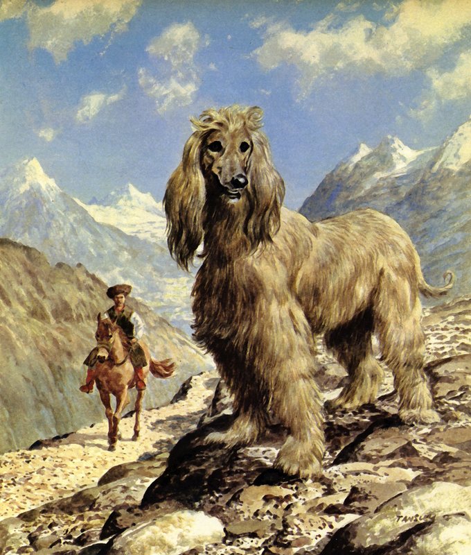 Chien Afghan (lithographie couleur) - Eric Tansley