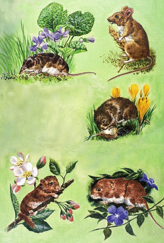 Souris, campagnols et musaraignes - Eric Tansley