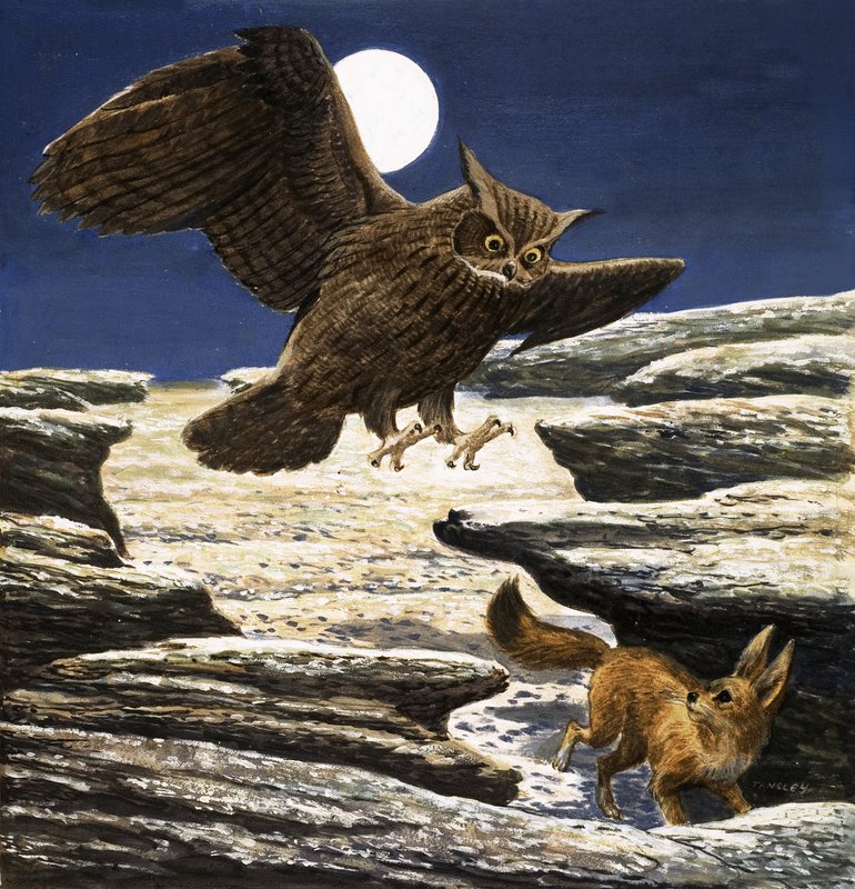 Le renard fennec et le hibou grand-duc - Eric Tansley