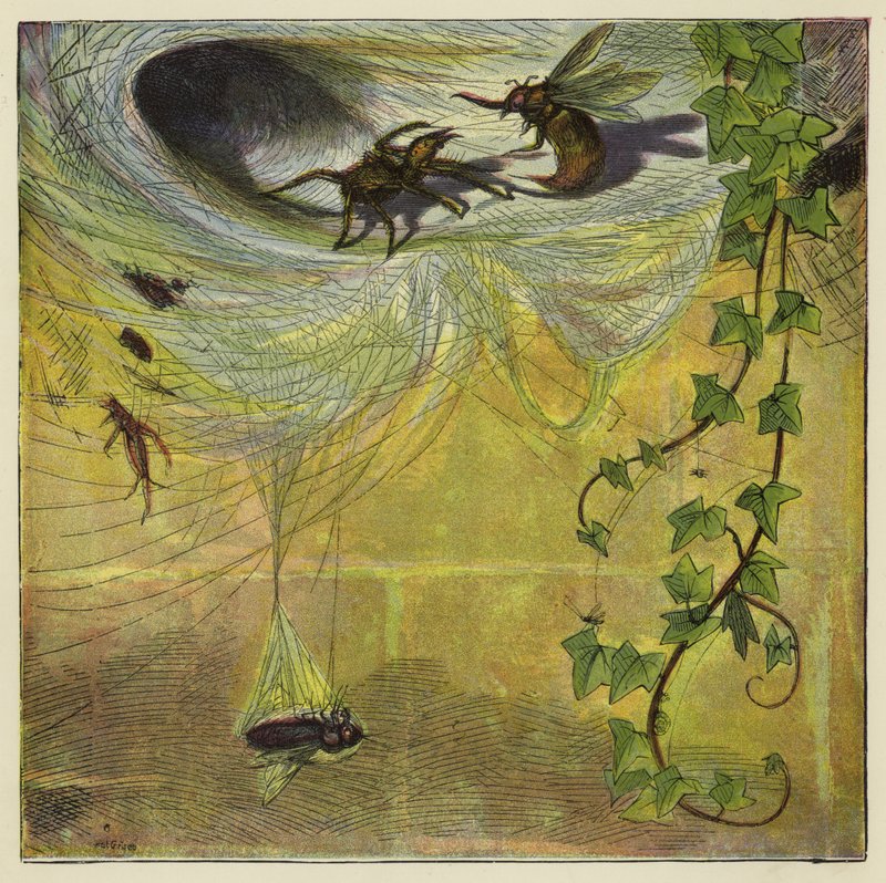 Araignée, mouche et abeille - Ernest Henry Griset