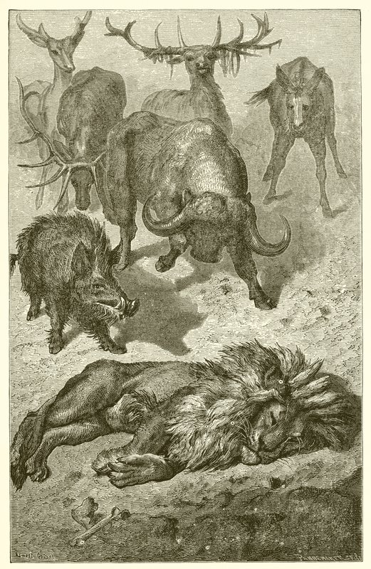 Le Vieux Lion - Ernest Henry Griset