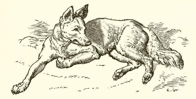 Le Loup en habit de mouton - Ernest Henry Griset