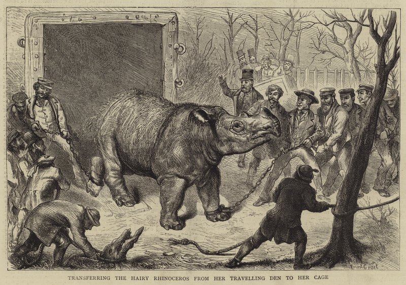 Transfert du rhinocéros velu de sa cage de voyage à sa cage - Ernest Henry Griset