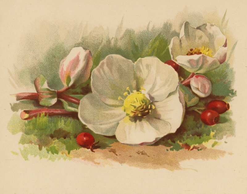 Rose de Noël et baies - Ethel C. Nisbet