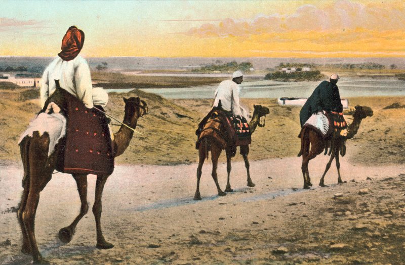 Chameaux, Afrique du Nord - European Photographer