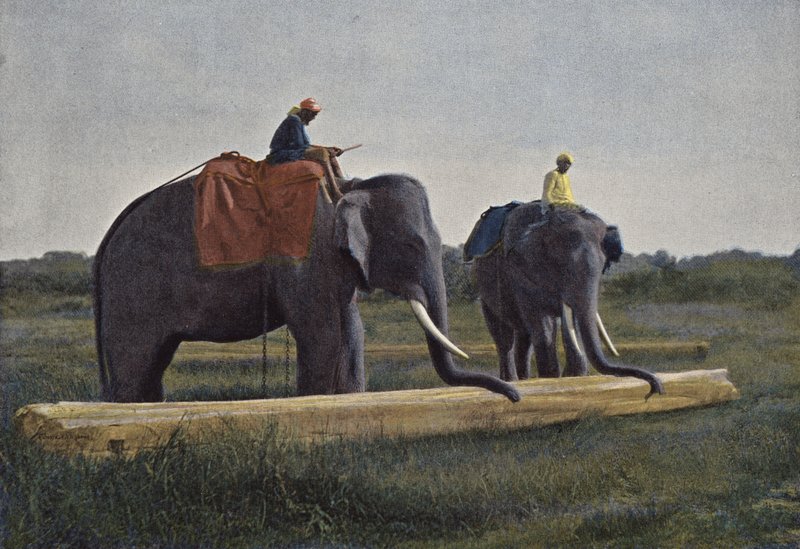 Ceylan, éléphants traînant un madrier - European Photographer