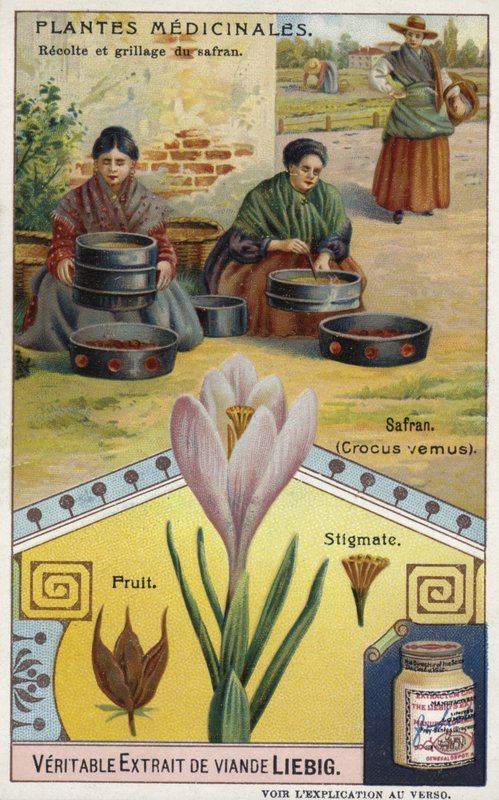 Safran : récolte et torréfaction des stigmates de crocus - European School