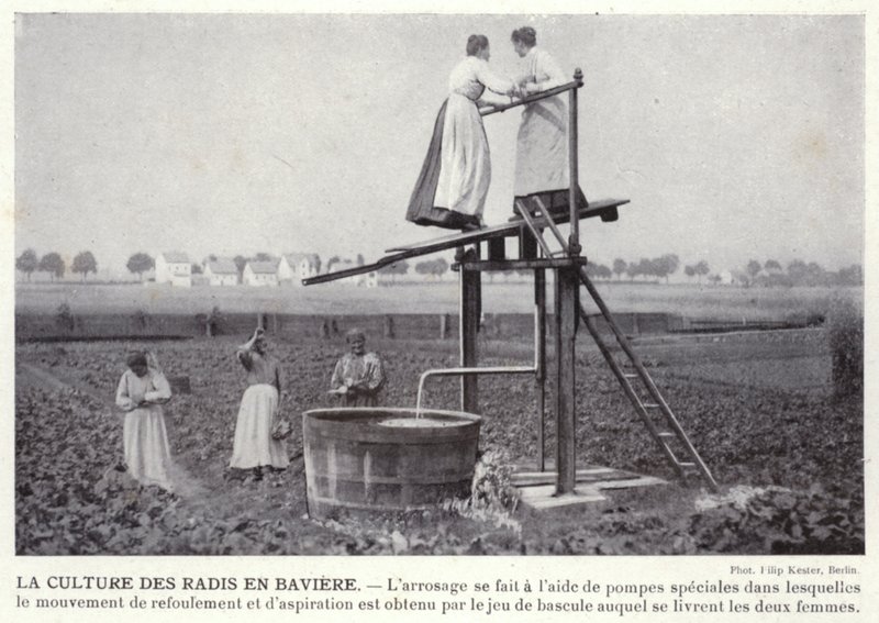 La culture des radis en Bavière - European Photographer